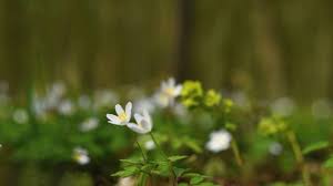Attēlu rezultāti vaicājumam “Isopyrum thalictroides flower”