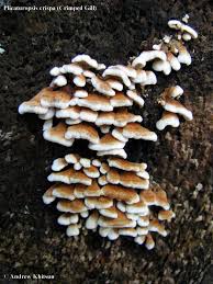 Attēlu rezultāti vaicājumam “Plicaturopsis crispa”