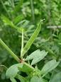 Fabaceae - Wikipedia, the free encyclopedia