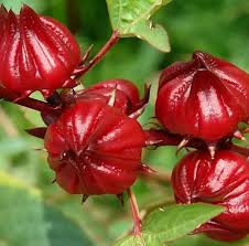 Attēlu rezultāti vaicājumam “Rumex acetosa fruit”