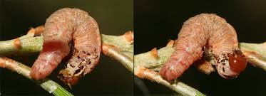 Attēlu rezultāti vaicājumam “Caenolyda reticulata”