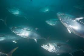 Image result for Thunnus maccoyii