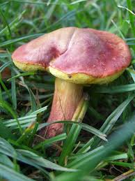 Attēlu rezultāti vaicājumam “Xerocomus rubellus”