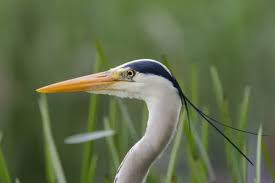 Attēlu rezultāti vaicājumam “Ardea cinerea”