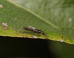 Billedresultat for rovbille