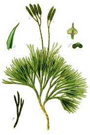 Attēlu rezultāti vaicājumam “Diphasium complanatum”