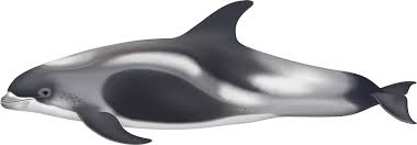 Image result for Lagenorhynchus albirostris