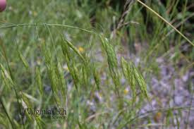 Attēlu rezultāti vaicājumam “Anisantha tectorum fruit”