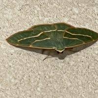 Attēlu rezultāti vaicājumam “Hylaea fasciaria”