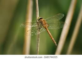 Attēlu rezultāti vaicājumam “Aeshna isoceles”