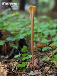 Attēlu rezultāti vaicājumam “Macrotyphula fistulosa”