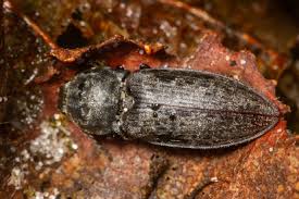 Attēlu rezultāti vaicājumam “Prosternon tessellatum”