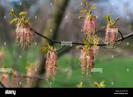 Attēlu rezultāti vaicājumam “Acer negundo female flower”
