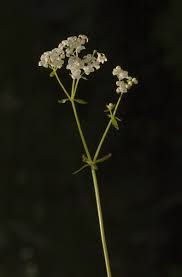 Attēlu rezultāti vaicājumam “Galium palustre”