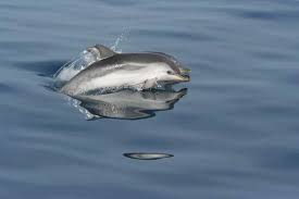 Image result for Stenella coeruleoalba