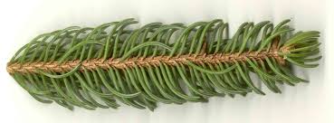 Attēlu rezultāti vaicājumam “Picea abies leaf”