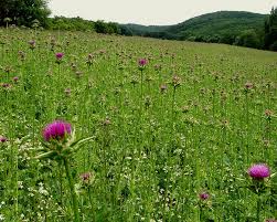 Image result for Silybum marianum