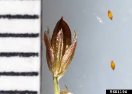 Attēlu rezultāti vaicājumam “Juncus alpinoarticulatus fruit”