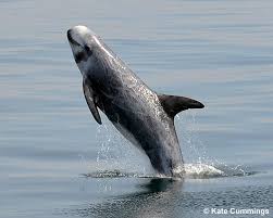 Image result for Grampus griseus