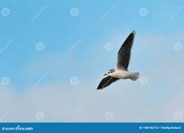 Attēlu rezultāti vaicājumam “Larus minutus adult”