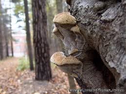 Attēlu rezultāti vaicājumam “Inonotus radiatus”