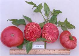 Afbeeldingsresultaat voor caspian pink tomato