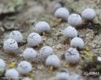 Attēlu rezultāti vaicājumam “Didymium squamulosum”