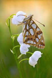 Attēlu rezultāti vaicājumam “Issoria lathonia”