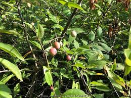 Attēlu rezultāti vaicājumam “Prunus (plum-tree) fruit”