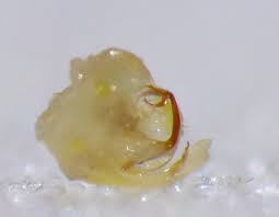 Attēlu rezultāti vaicājumam “Edwardsiana geometrica”