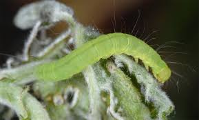 Attēlu rezultāti vaicājumam “Nycteola degenerana”