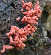 Attēlu rezultāti vaicājumam “Arcyria denudata”