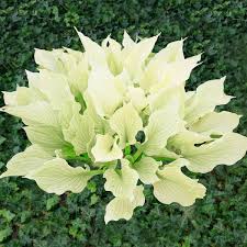 Image result for Hosta White Feather