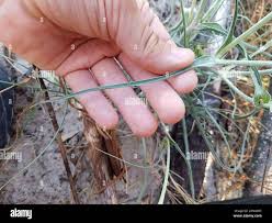 Attēlu rezultāti vaicājumam “Tragopogon heterospermus”