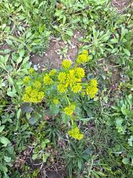Attēlu rezultāti vaicājumam “Barbarea vulgaris subsp. arcuata flower”