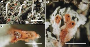 Attēlu rezultāti vaicājumam “Cladonia botrytes”