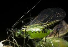 Attēlu rezultāti vaicājumam “Macrosiphoniella millefolii”