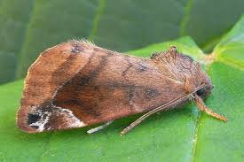 Attēlu rezultāti vaicājumam “Cosmia pyralina”