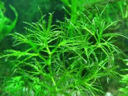 Attēlu rezultāti vaicājumam “Najadaceae”