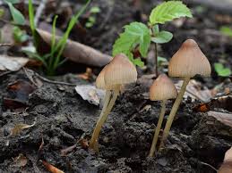 Attēlu rezultāti vaicājumam “Mycena abramsii”