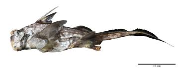 Image result for Hydrolagus colliei