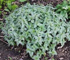 Attēlu rezultāti vaicājumam “Lamiastrum galeobdolon bud”