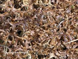 Attēlu rezultāti vaicājumam “Cetraria ericetorum”