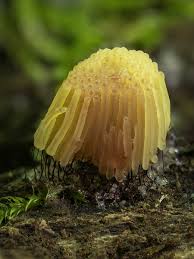 Attēlu rezultāti vaicājumam “Stemonitis flavogenita macro”