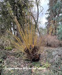 Attēlu rezultāti vaicājumam “Salix alba var. vitellina”