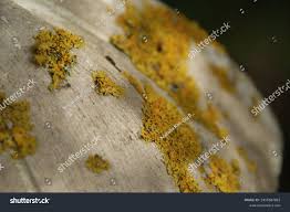 Attēlu rezultāti vaicājumam “Xanthoria candelaria”