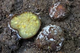 Attēlu rezultāti vaicājumam “Pachyphloeus melanoxanthus”