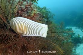 Image result for Cephaloscyllium laticeps