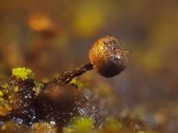 Attēlu rezultāti vaicājumam “Cribraria atrofusca macro”