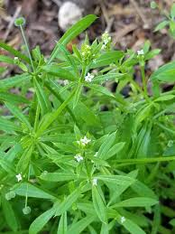 Attēlu rezultāti vaicājumam “Galium aparine leaf”